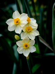 Daffodil macro 2