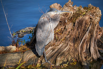 Canvas Print - Juvenile Great Blue Heron