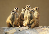 Fototapeta Zwierzęta - Group of watching surricatas outdoor
