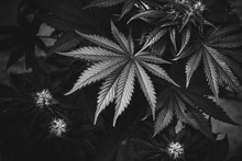 Marijuana Leaves Black And White High Quality Art Photo