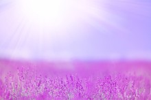 Field With Purple Flowers On Sunny Day