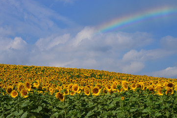 Campo de girasoles y arcoiris 