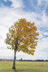 Beautiful Texas Cedar Elm tree in urban park in Fall season. Stunning yellow fall foliage color