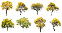 The Collection Set Of Isolated Golden Yellow Flower Blossom Trees On White Background For Spring And Summer Season Design