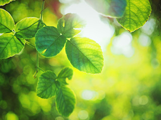 sunlight with green leaves in the nature