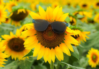 Wall Mural - Sunflower (Helianthus annuus) with glasses in the farm 