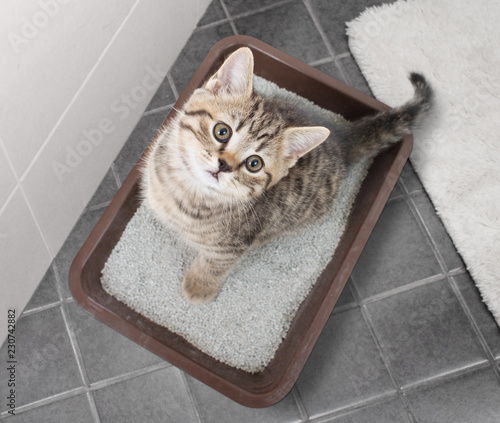 Cuadros en Lienzo Cat top view sitting in litter box on bathroom floor