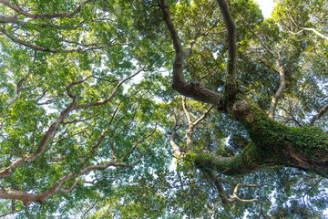 Wall Mural - low angle view of the tree