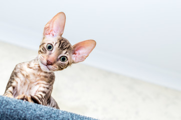 Wall Mural - Portrait of a funny kitten close up. Cornish Rex Breed