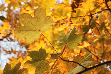 Wall Mural - autumn maple leaves