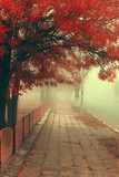 Fototapeta Most - Red autumn in the small city park. Foggy autumn morning. Fairy magical red tree.