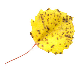 Quaking aspen leaf isolated on white