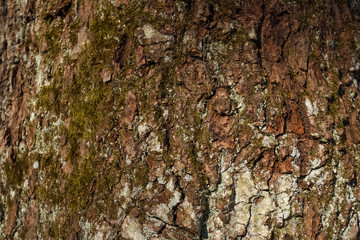 Wall Mural - Tree bark texture, brown texture. Nature.