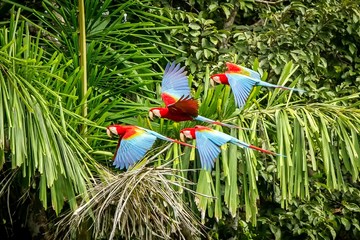 flock of red parrot in flight. macaw flying, green vegetation in background. red and green macaw in 