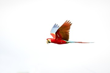 Wall Mural - Red parrots in flight. Macaw flying, white background, isolated bird,red and green Macaw in tropical forest, Brazil, Wildlife scene from tropical nature. beautiful bird flying