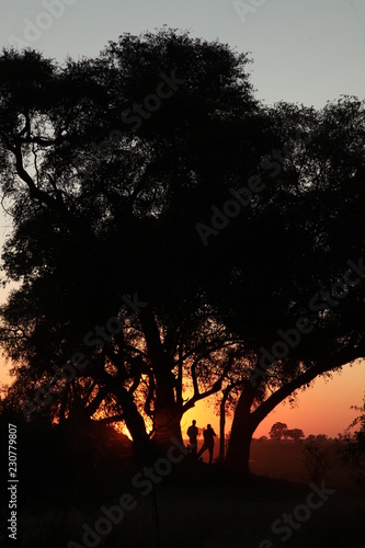 Silhouette Von Zwei Mannern In Einem Baum Bei Sonnenuntergang In Afrika Buy This Stock Photo And Explore Similar Images At Adobe Stock Adobe Stock