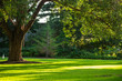 © Maria - Park scene at kings park trees and grass