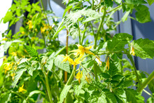 Tomato Blossom On A Tomato Plant, Yellow Tomato Flower