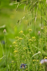 Wall Mural - green grass 