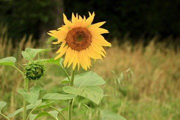 Wall Mural - sunflower in the field