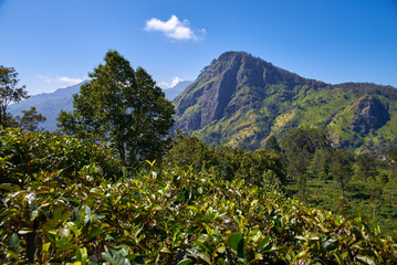 Wall Mural -  landscape with tea plantations and The Ella Rock   in Sri Lanka