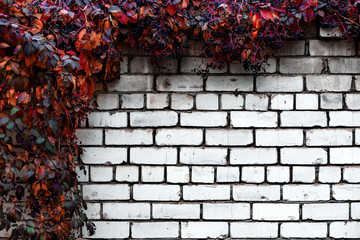 brick wall with decorative grapes