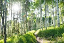 A Beautiful Summer Hiking Trail Through An Aspen Tree Grove On Vail Colorado Ski Resort Mountain