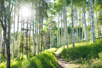 A beautiful summer hiking trail through an Aspen Tree grove on Vail Colorado ski resort mountain