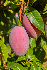 Mango tree with hanging mango fruits