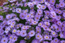 Purple Aster Flower Garden