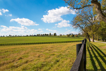 Wall Mural - Green pastures of horse farms. Country  landscape.