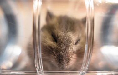 Hamster peeking from inside a transparent plastic tube