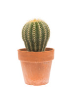 Cactus In A  Pot
