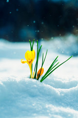 beautiful flower snowdrop yellow Crocus breaks from under the white snowdrift in early spring in the garden during the brilliant precipitation