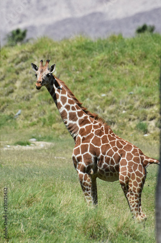 Photo Stunning Giraffe Looking Directly Toward Photographer