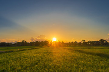 Wall Mural - Beautiful rice field and sunset at Thailand.