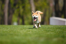 Happy Shiba Inu Puppy Running On A Green Grass 