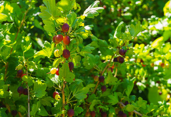 Wall Mural - Gooseberry bush with ripe berries in the summer garden