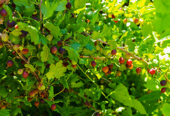 Wall Mural - Gooseberry bush with ripe berries in the summer garden