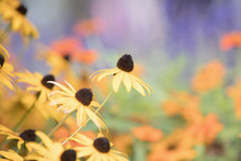 Photograph Of Black Eyed Susan Flowers Growing In A Garden
