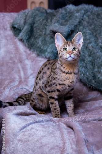 The Savannah Cat F1 Sits On The Plaid Buy This Stock Photo And