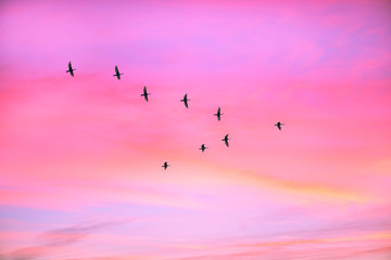Wall Mural - Migratory birds flying in the shape of v on the cloudy sunset sky. Sky and clouds with effect of pastel colored