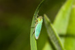 cicadelle insecte sautant
