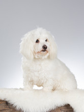 Coton De Tulear Dog Portrait. Image Taken In A Studio With White Background.