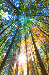 Wall Mural - Autumn forest on sunny day