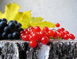 Autumn colorful still life. Black grapes, red berries of viburnum and yellow maple leaves  on the birch stump.