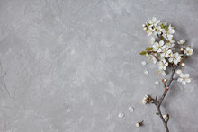 Blossom Cherry Plum On A Gray Background Gypsum Plaster