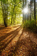 Footpath through Forest in Autumn, fallen leaves on the ground, warm light of the morning sun