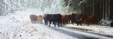 Cows Running Along A Forest Path In A Winter Forest