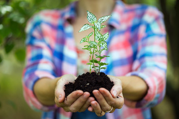 plant in the hands